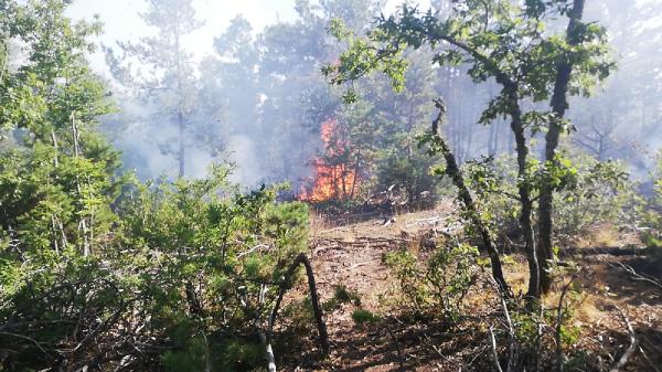 Çorum'daki orman yangınında 3 hektar alan zarar gördü